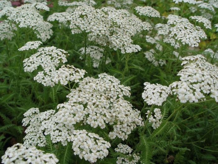 Boeket in een doosje &