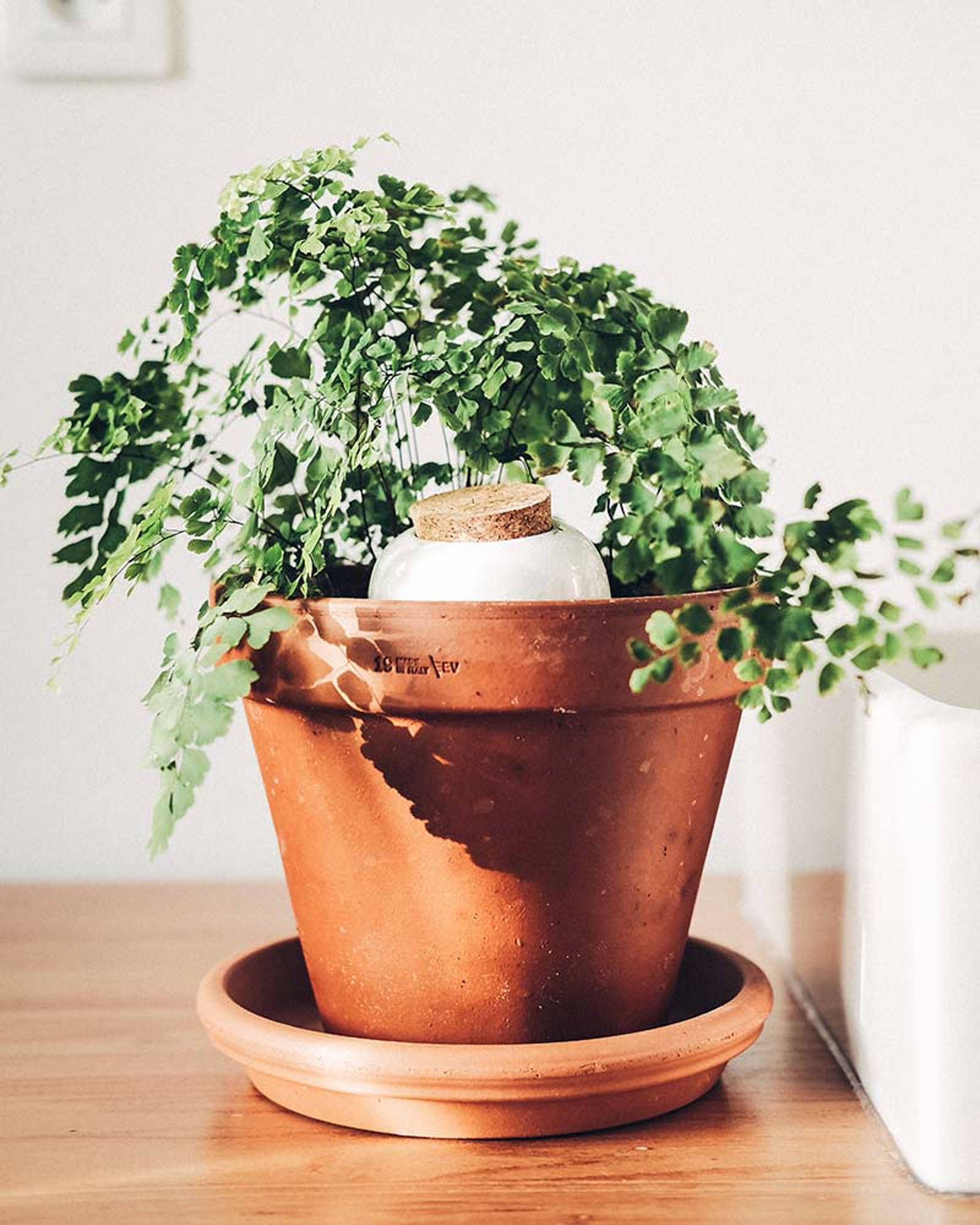 Hydrating Olla - wit gespikkeld