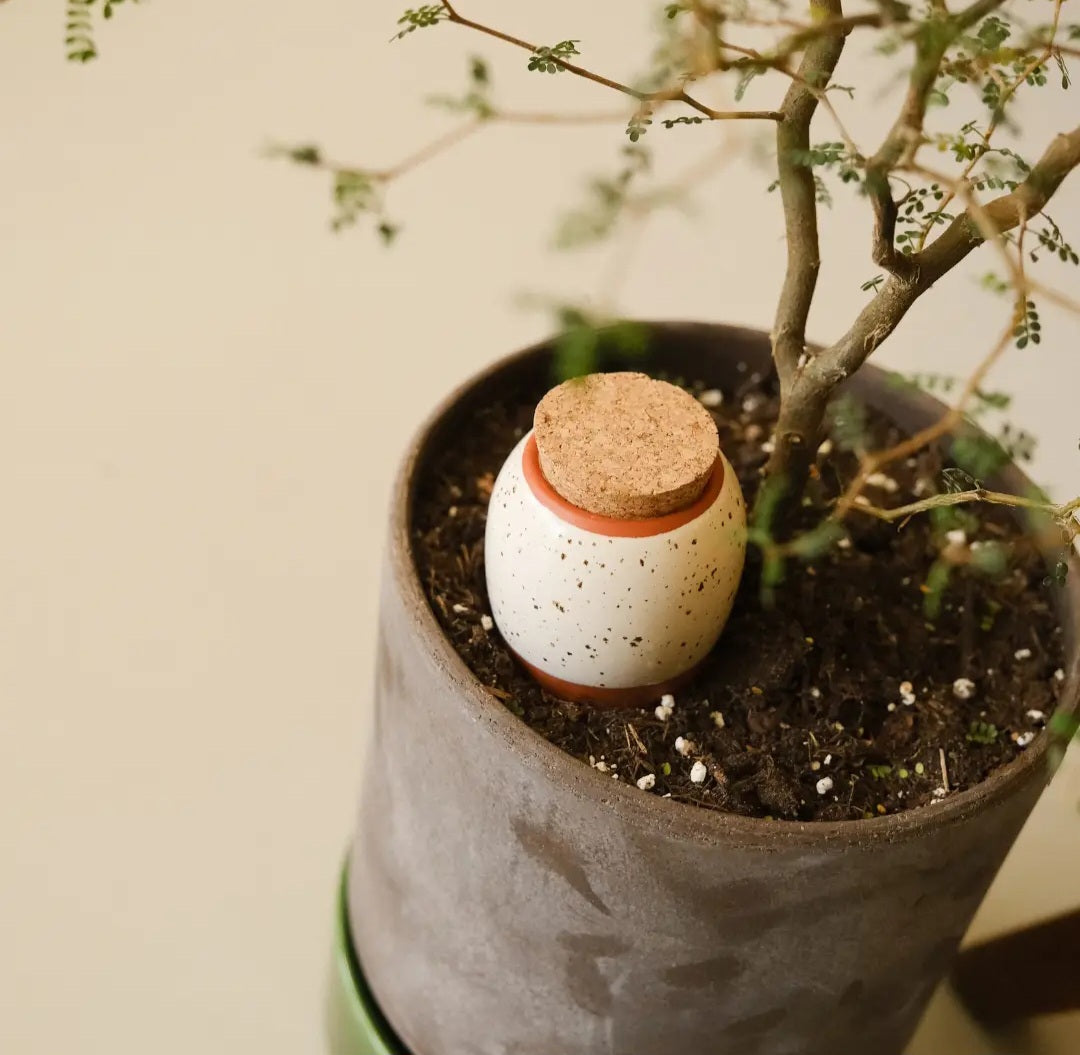 Pepin Olla wit gespikkeld - kersteditie