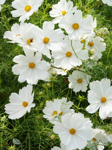 Boeket in een doosje &