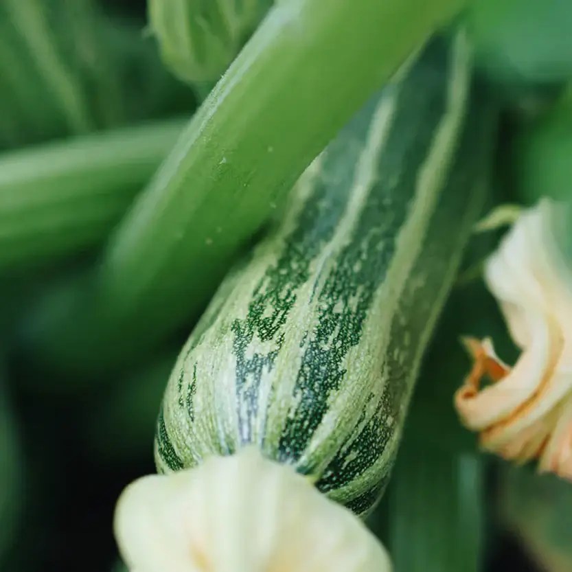 Moestuin in een doosje &
