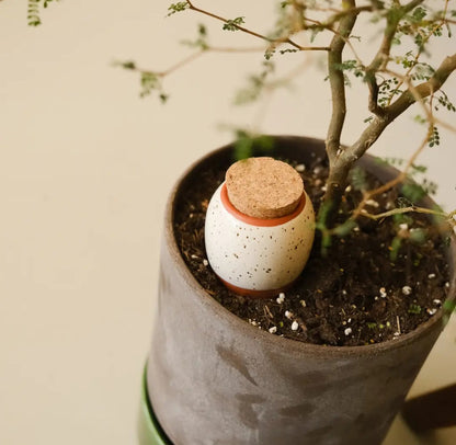 Pepin Olla wit gespikkeld -  kersteditie